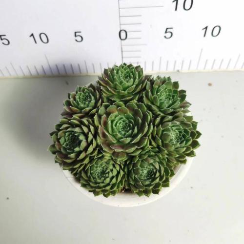 Nhà máy sản xuất cây sempervivum