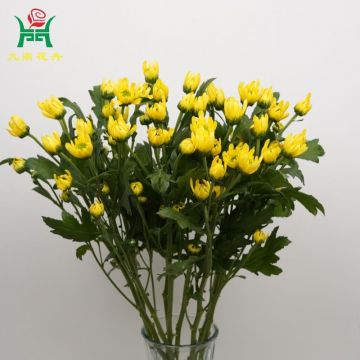 Ruihuang Yellow Spray Mums Flowers