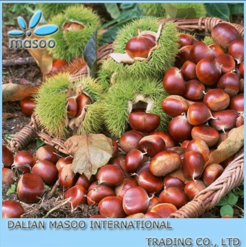 Organic Roasted Chestnut For Sale