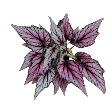 Bán hàng đầu Begonia 16