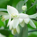 High Standard Organic Neroli Essential Oil