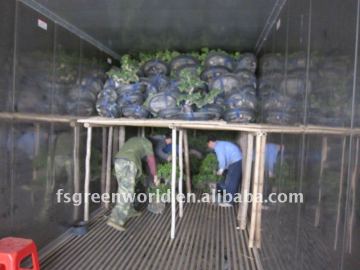 Ficus microcarpa bonsai loading inside container