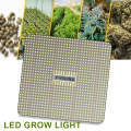 Jasmine Plant Light Requirements