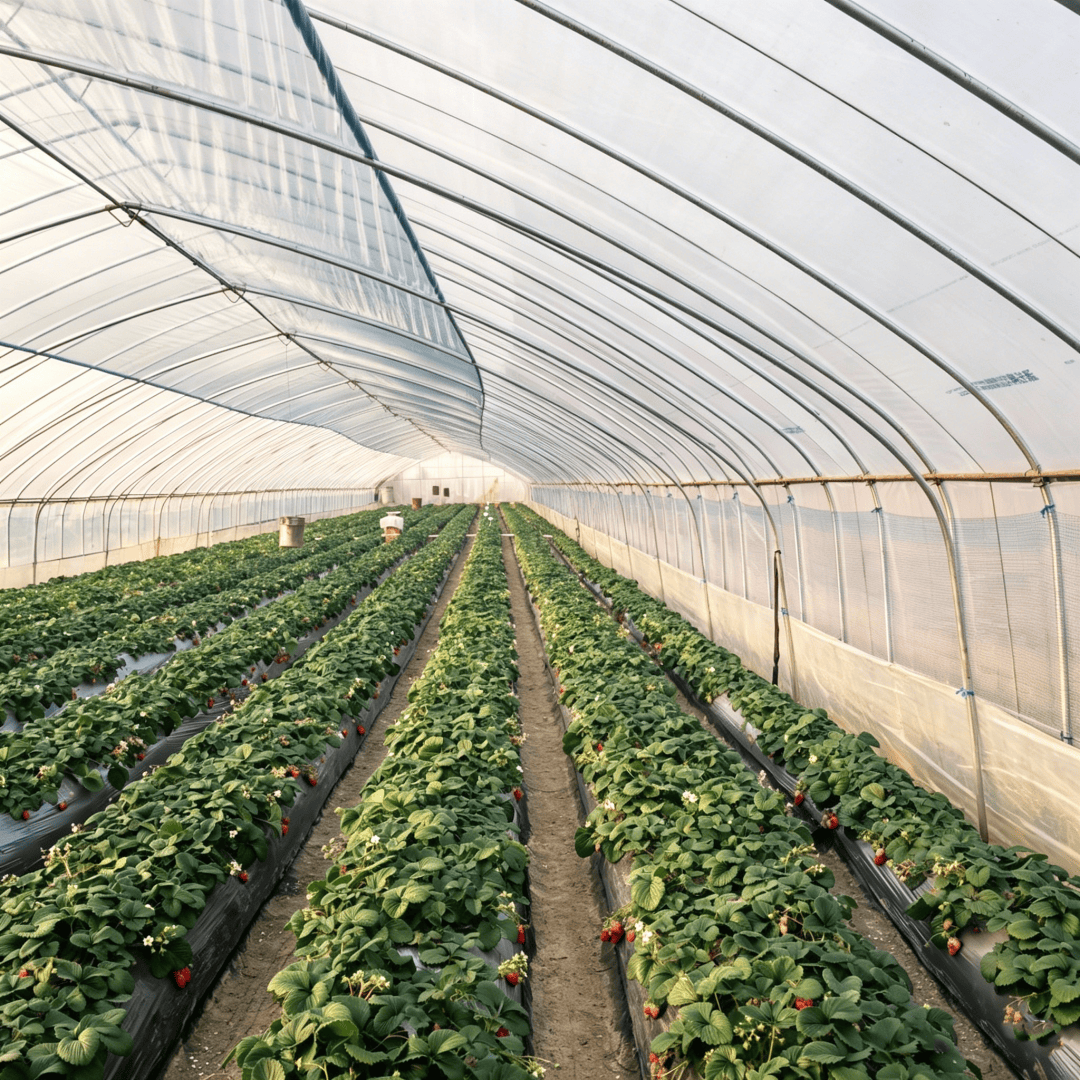 greenhouse covering sheeting material film (5)