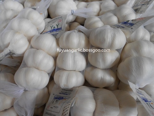 high quality white garlic