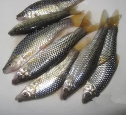frozen seafood Roast pseudorasbora parva