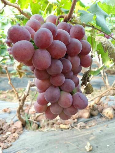 uvas vermelhas frescas de yunnan