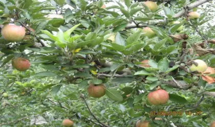 chinese fresh gala apple