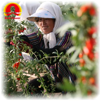 Red Power QIZITO wolfberry goji berry tea ningxia zhongning chunqin wolfberry wolfberry dried fruits