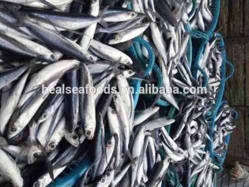 Frozen Anchovies (10cm+ ), High Quality Frozen Anchovies (10cm+ ) on