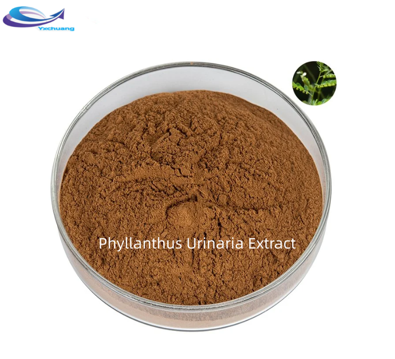 phyllanthus urinaria extract