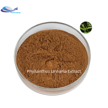 Vente purement nature naturel Phyllanthus urinaria Extrait poudre 10