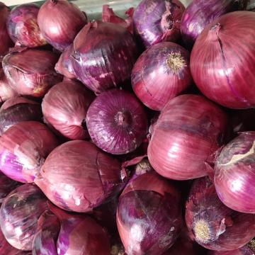 Frische rote Zwiebeln von höchster Qualität