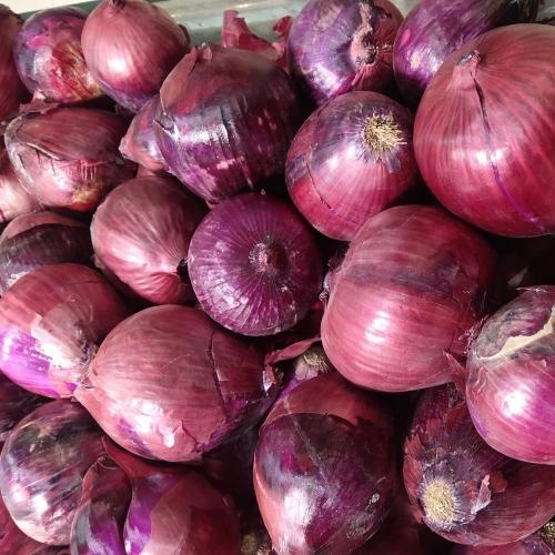 Top Quality Fresh Red Onions