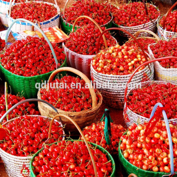 New season for fresh canned cherry without stone