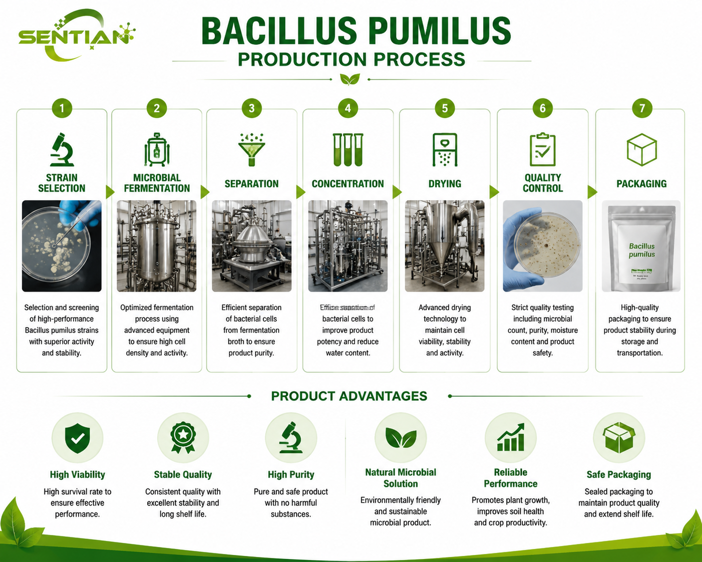 Bacillus pumilus（1）