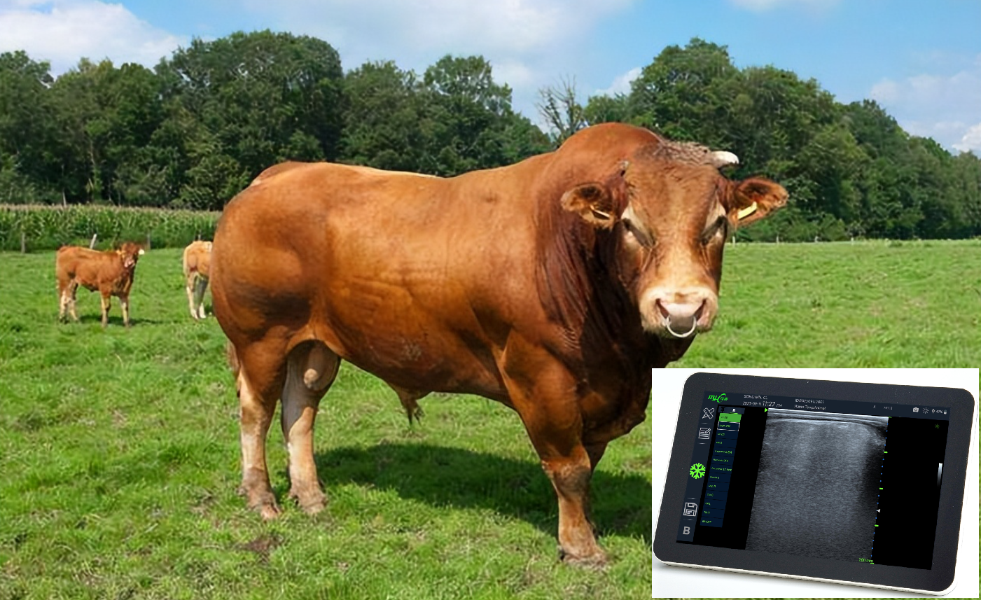 cattle ultrasound machine for sale