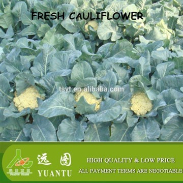 world price of fresh cauliflower