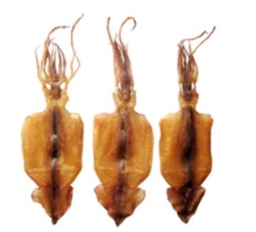 Top-Grade Illex Squid Fresh Seafood
