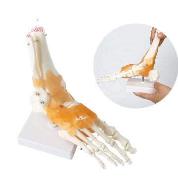 Mô hình khớp 3D và mắt cá chân có kích thước tự nhiên cho nghiên cứu và giảng dạy y tế