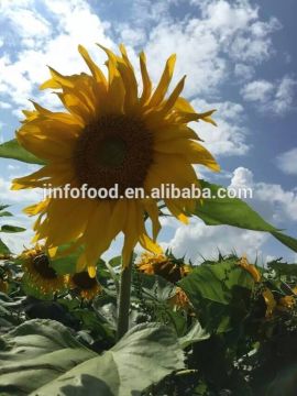 5009 Sunflower Seeds(2015)