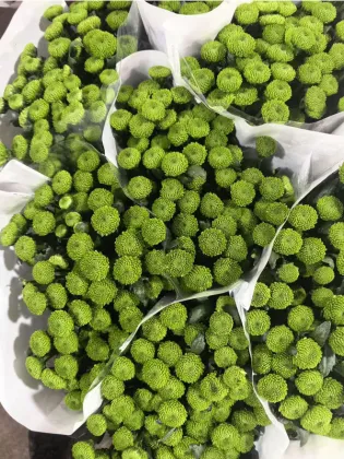 Spray chrysanthemum Green Forest Pompon