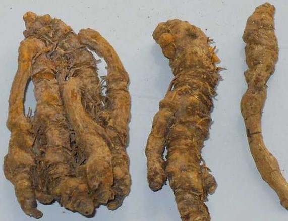 Natural Coptis Shizhu Huanglian Natural Coptis Shizhu Huanglian