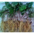 10% Paeoniflorin Cosmetic Radix Paeoniae Rubra Root Extract