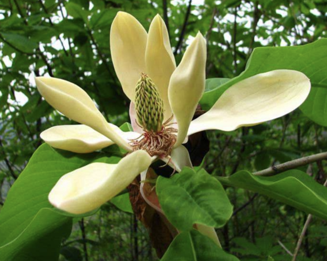 Magnolia Bark Extract Powder