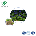 Salvia Japonica Extract 10:1 20:1 Bulk for Nutraceuticals
