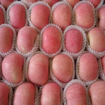 Red FUJI Apple with High Quality