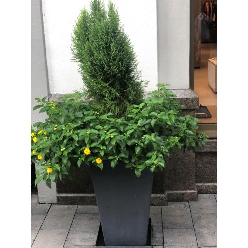 Big Cement Bunga Square Pot Outdoor