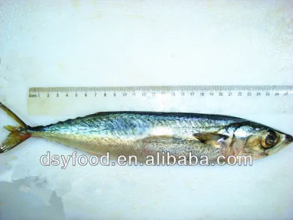 whole pacific macherel