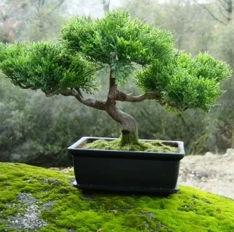 Bonsa Trees Available...