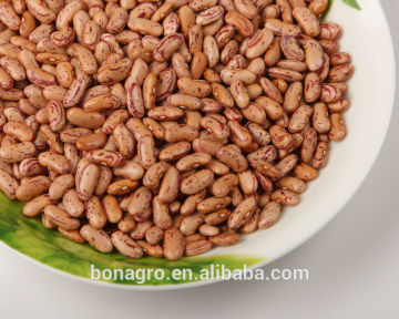 HeiLongJiang high quality light speckled kidney bean free sample