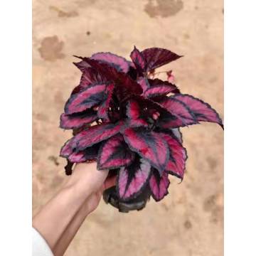 살아있는 식물 Begonia 12
