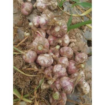 Jinxiang Fresh Normal Garlic