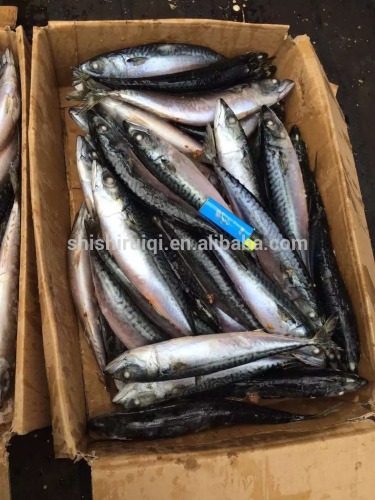 scomber japonicus 2016 new SHIPFROZEN pacific mackerel 200-300g