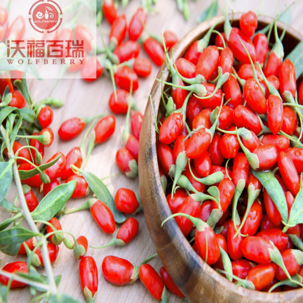 Goji berry / Wolfberry / Hot sale goji berry