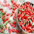 Wolfberry/ Lycium Barbarum/ top grade goji berry