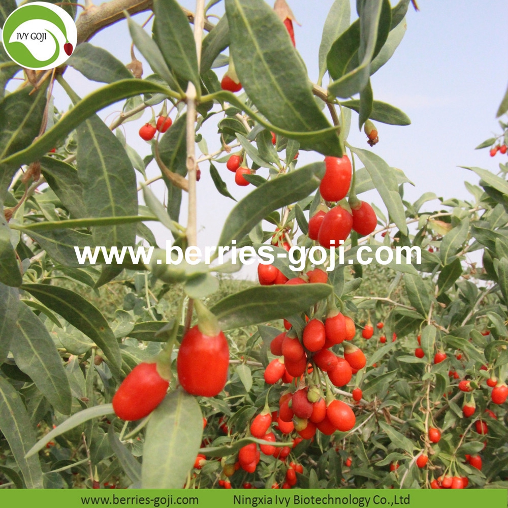 goji berry