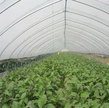 Single-Span Greenhouses Plastic Agricultural Film