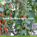 Factory Wholesale Bulk A Grade Wolfberries