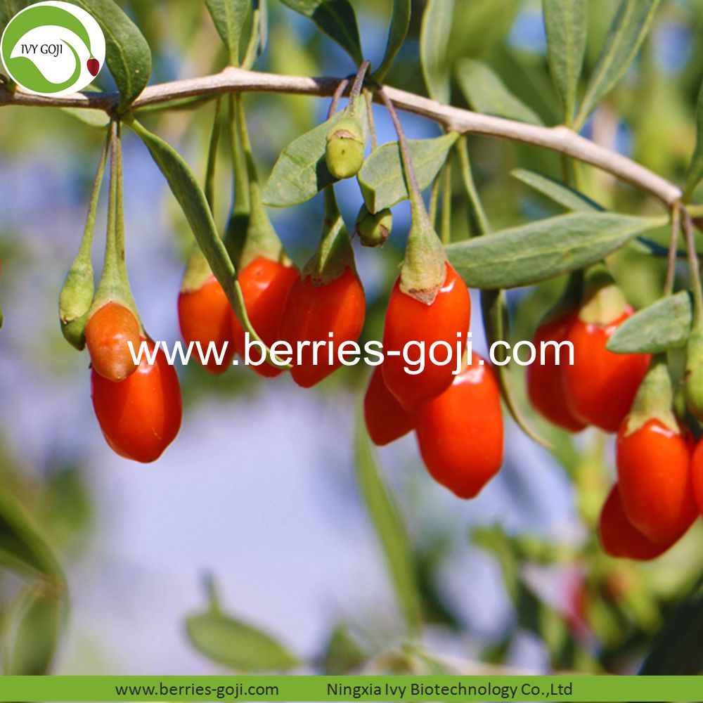 goji berry