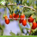 Factory Supply Dried Malaysia Goji Berries