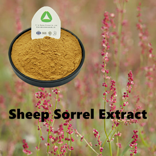 Radix 10:1 Organic Sheep Sorrel Extract Powder