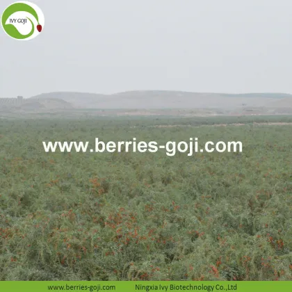 Low Sugar Natural Nutrition Sweet Conventional Goji Berries