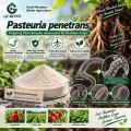 مسحوق الميكروبات Pasteuria penetrans لإدارة الديدان الخيطية البيولوجية