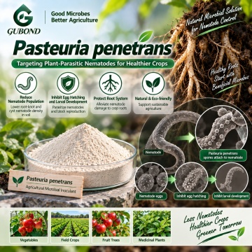 مسحوق الميكروبات Pasteuria penetrans لإدارة الديدان الخيطية البيولوجية