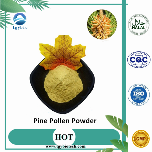 Health Care Grade Natural Cracked Cell Wall Pine Pollen Extract Powder Factory